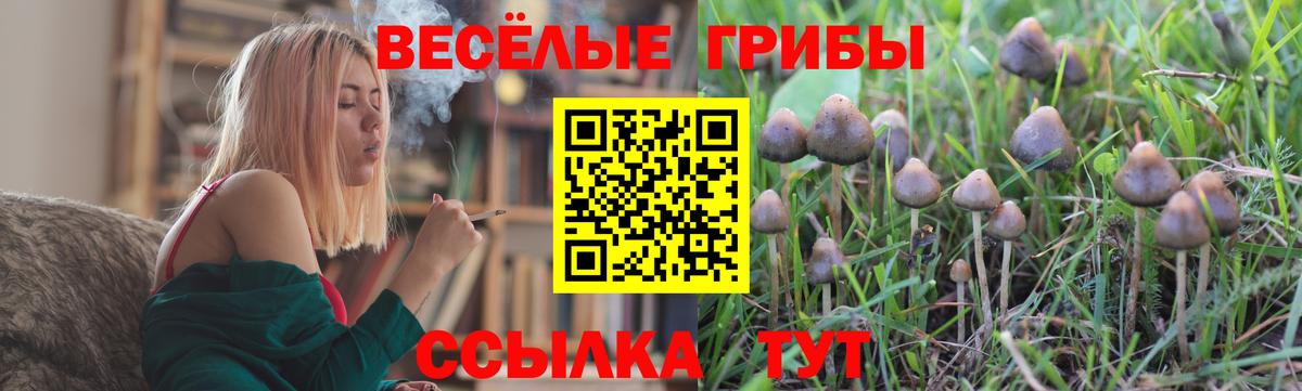 Старая Русса  Псилоцибиновые грибы Psilocybine cubensis  Вход с VPN 
